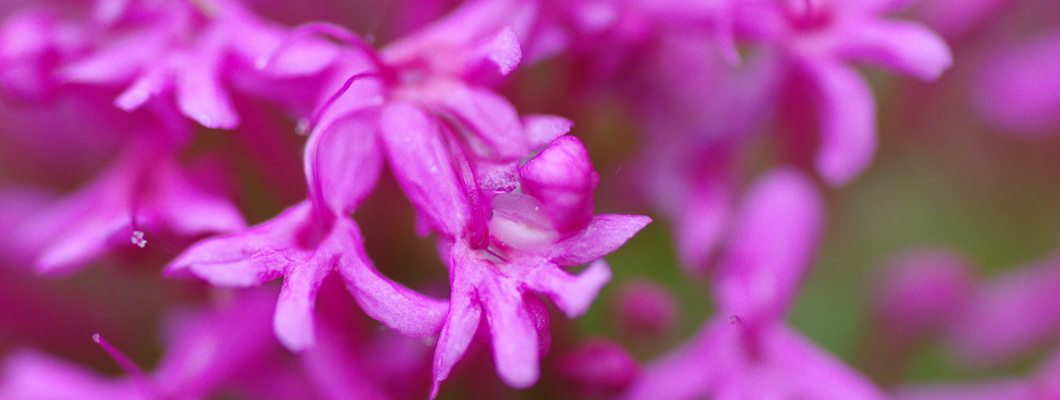 Fleurs à Chantemerle Les Grignan