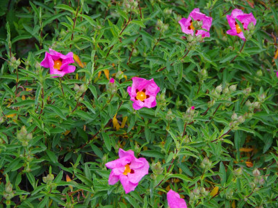 Ciste pourpre Ciste pourpre à Chantemerle