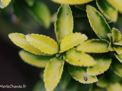 Fleur prise en macro à Chantemerle Les Grignan