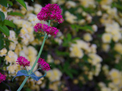 Valeriane Rouge Valeriane Rouge à Chantemerle