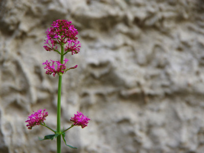 Valeriane Rouge Valeriane Rouge à Chantemerle
