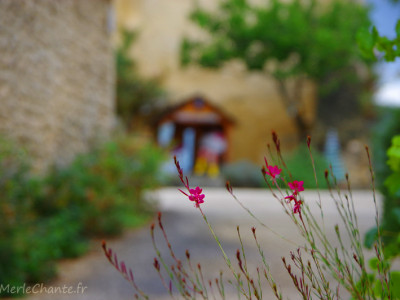 Fleur à Chantemerle Les Grignan avec en arrière plan le coin des enfants