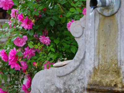 Des roses et la fontaine du haut de chantemerle les grignan