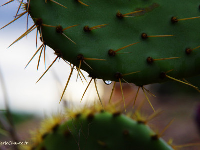 Gouttes de pluie sur figuier de barbarie à chantemerle Lès Grignan en macro