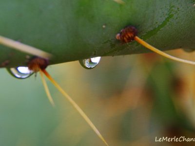 gouttes de pluie sur figuier de barbarie Chantemerle