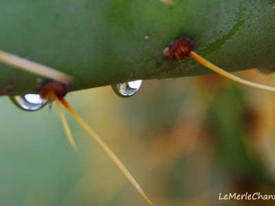 gouttes de pluie sur figuier de barbarie Chantemerle