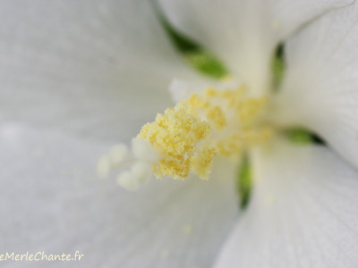 Rose Trémière en détail à Chantemerle