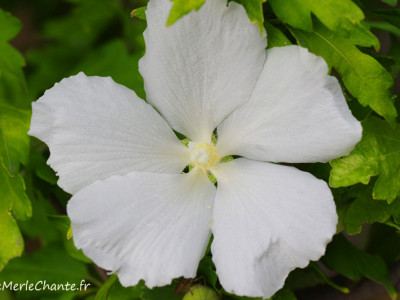 Rose trémière à Chantemerle Les Grignan