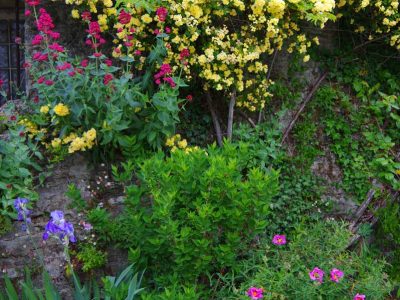 roses jaune et autres fleurs à chantemerle