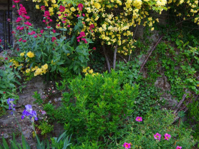 roses jaune et autres fleurs à chantemerle