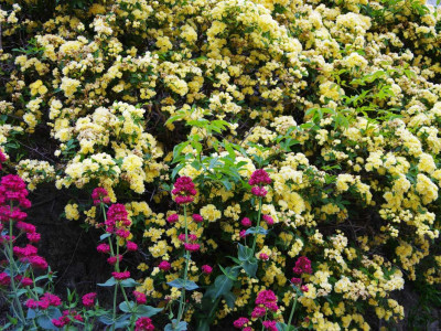 Valeriane Rouge et roses jaunes de Chantemerle