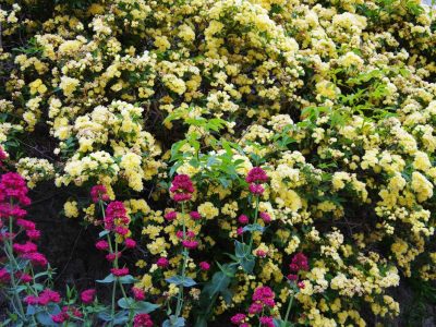 Valeriane Rouge et roses jaunes de Chantemerle