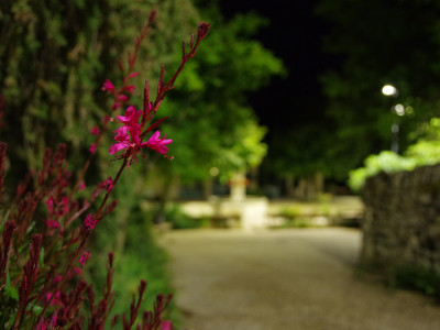 Fleur Chantemerle Les Grignan prise de nuit en avant plan de la place Barbier