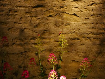 Fleur prise de nuit près du mur de la chapelle de Chantemerle Les Grignan