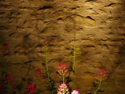 Fleur prise de nuit près du mur de la chapelle de Chantemerle Les Grignan