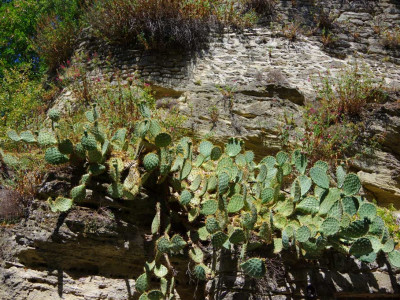 figuier de barbarie chantemerle les grignan