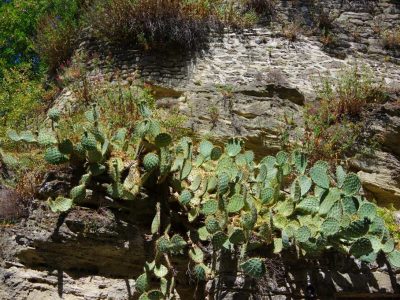 figuier de barbarie chantemerle les grignan
