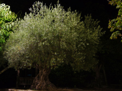 olivier place barbier à chantemerle-les-grignan