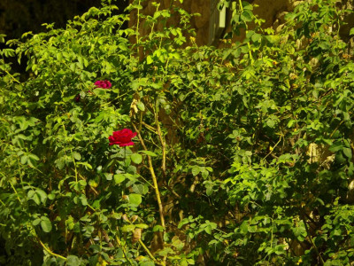 Rose rouge de buit à Chantemerle Les Grignan