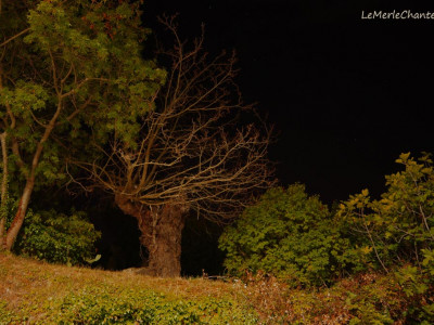 Vieil arbre proche de la Place Barbier à Chantemerle Les Grignan