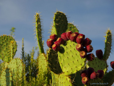 Figuier de Barbarie à Chantemerle Les Grignan
