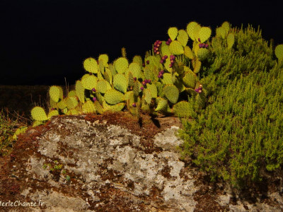 Figuier de barbarie à chantemerle, vu de de nuit