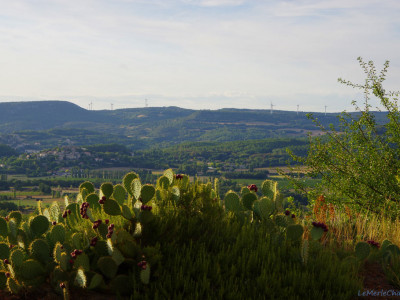 Figuier de Barbarie à Chantmerle Les Grignan, devant la vue donnant sur Roussas et Valaurie
