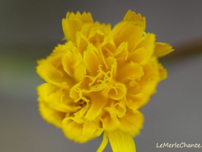 Fleur Jaune prise en macro à Chantemerle Les Grignan