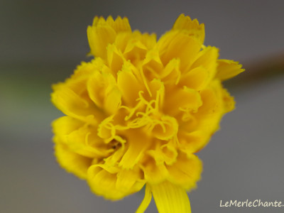 Fleur Jaune prise en macro à Chantemerle Les Grignan