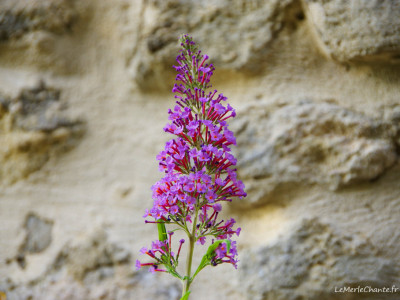 fleur sur le mur de la mairie de Chantemerle Les Grignan
