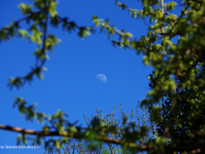 Lune de jour à Chantemerle-Lès-Grignan