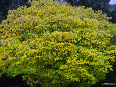 Automne sous la pluie à Chantemerle Les Grignan