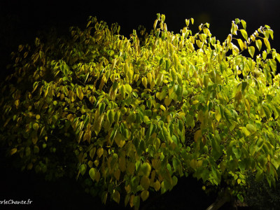 Couleurs automnales de nuit place Barbier à Chantemerle