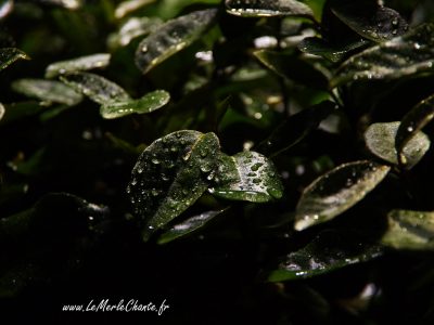 Feuilles sous la pluie à Chantemerle Les Grignan