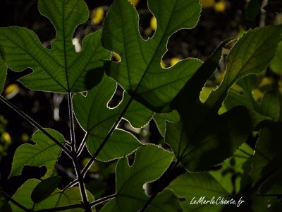 Feuilles avec effet de lumière de nuit